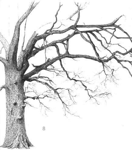 Learn how to draw a deciduous oak tree, free landscape art lesson