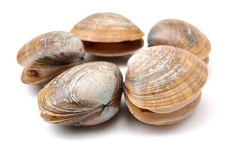 Hard clam, quahog stock photo. Image of food, littleneck - 107612278