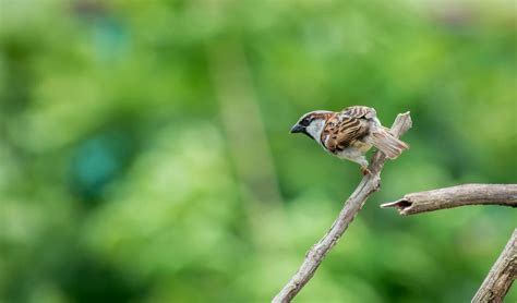 Selective Focus Photography of House Sparrow Perching on Tree Branch · Free Stock Photo