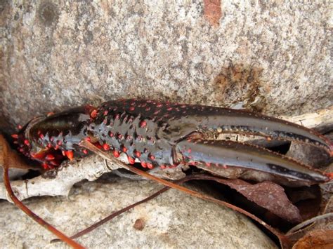 Procambarus clarkii ? , Natura Mediterraneo | Forum Naturalistico