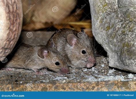 House Mouse Feeding in Urban House Garden. Stock Image - Image of feet, bred: 187488617