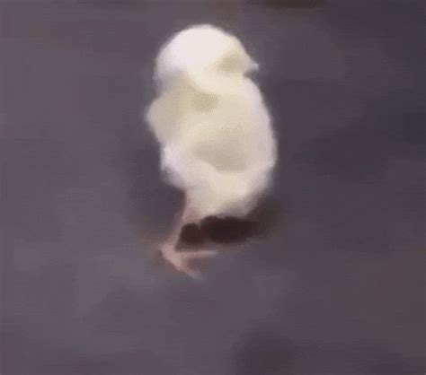 funny, lol, animals, omg, reactions, bird, chicken, hilarious, stretch, stretching – GIF