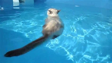 Funny Cats Video - Cat Learning of Swim - YouTube