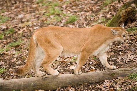 MDC confirms female mountain lion in Shannon County | 9news.com