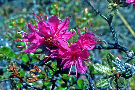 Rhododendron lapponicum (Ericaceae) image 50019 at PlantSystematics.org