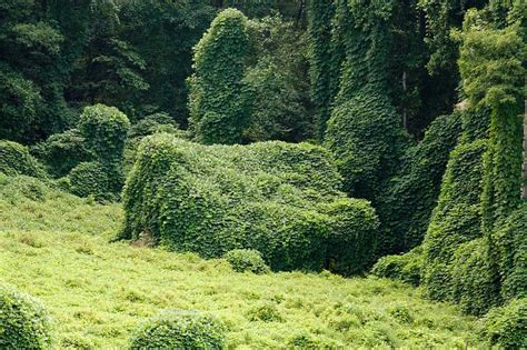 How To Grow Kudzu Indoors at William Bright blog