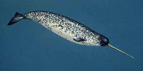 Download Textbook Narwhal With Tusk Wallpaper | Wallpapers.com