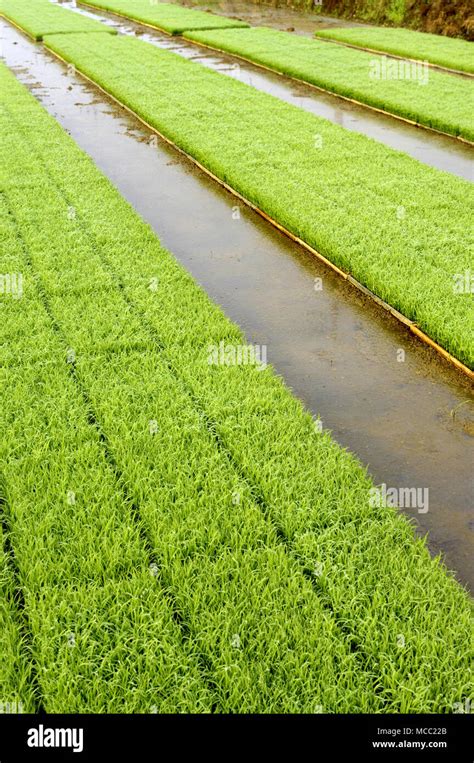 Rice seed germination hi-res stock photography and images - Alamy