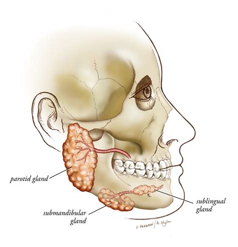 Surgeon transplants salivary gland to produce tears - Otolaryngology ...