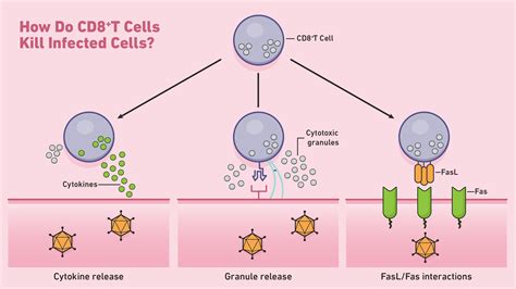 CD8+ T Cells | Technology Networks