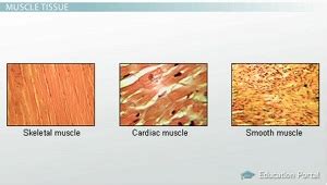 Skeletal Muscle Tissue Examples - img-user