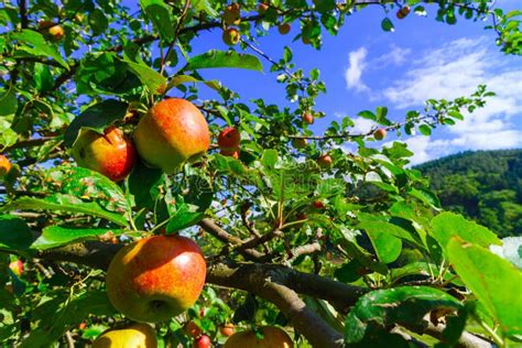 Colorful Harvest on Apple Tree in the Garden Stock Image - Image of france, village: 64779143