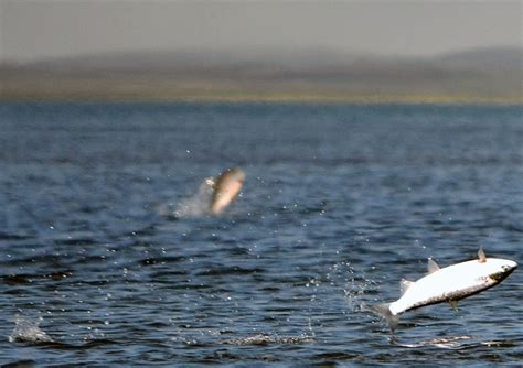 Cold Bay Jumpers | Salmon jumping in Cold Bay, Alaska, near … | Flickr