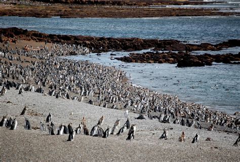 Penguins in Argentina 2024-2025 - Rove.me