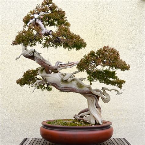 A VISIT WITH A 389 YEAR OLD BONSAI TREE