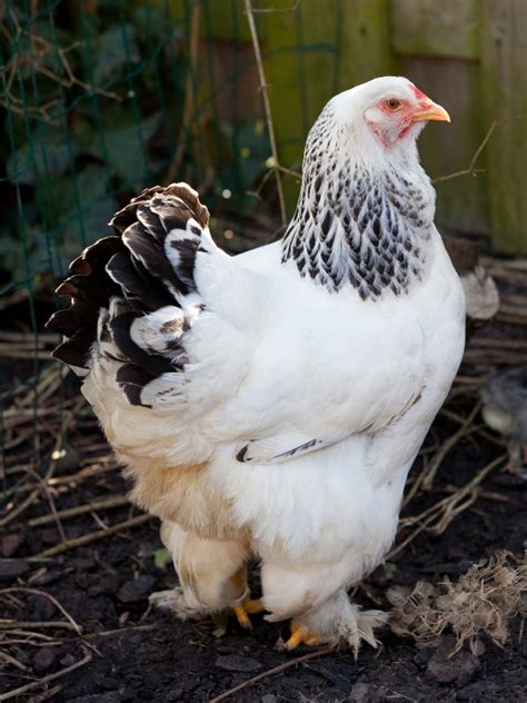 Largest Chicken Breeds - the Imperfectly Happy home