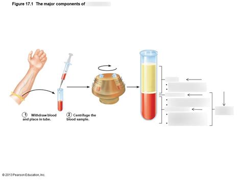 Major Components of Whole Blood Diagram | Quizlet