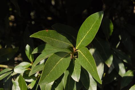 Laurus nobilis (Bay Laurel, Bay Leaf Tree, Bay Tree, Grecian Laurel ...