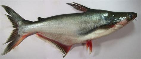 Pangasianodon_hypophthalmus