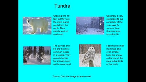 arctic tundra biome apps Windows