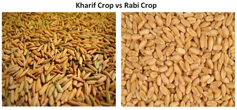 Difference between Kharif crops and Rabi crops with examples | Major ...