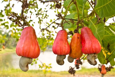 Cashew Nut Farming in Kenya - Promoting and Connecting investment opportunities and businesses ...