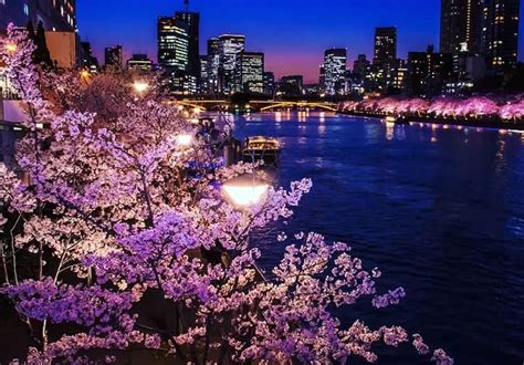 2023/2024 All Top 4 Best Cherry Blossom Spots Guide and Best month in Osaka | Osaka holidays ...