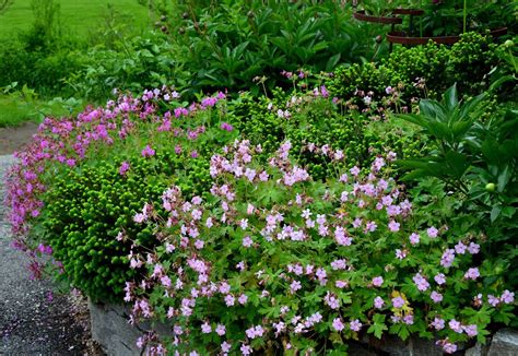 A Deer Resistant Groundcover for Dry Shade! Flowers, too.....