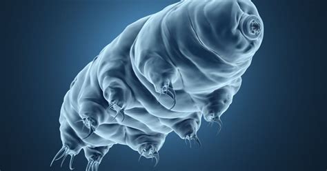 What are Tardigrades? - The Habitat