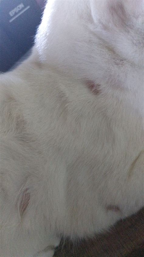 bald spots/patches on my cat : r/vet