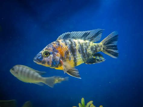 What Do Convict Cichlids Eat: Right Food and Care Guide - HomeTanks