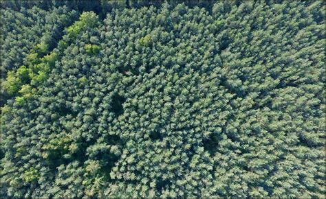 Forest in Poland - Drone Photography