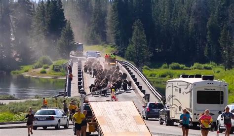 Massive Bison Stampede in Yellowstone National Park Holds Up Traffic and Causes Panic - Animals ...