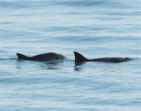 Extinción de vaquita marina podría deberse a causas ambientales, El ...