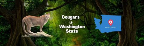 Cougars in Washington State: History, Habitat, and More!