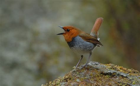 Pin von Christine Potocar auf birdies