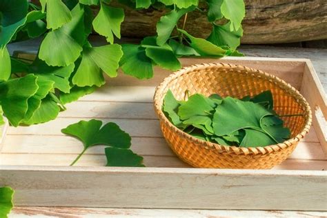 Ginkgo Biloba: Benefits, Side Effects & How to Take It - Tua Saúde