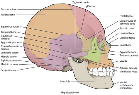 The Skull · Anatomy and Physiology