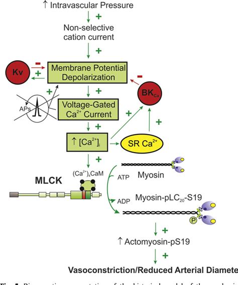 Figure 1 from Role of myosin light chain kinase and myosin light chain ...