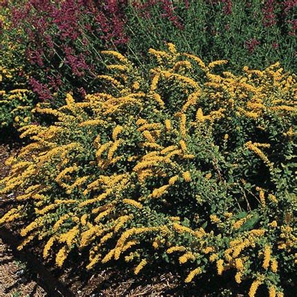 Solidago sphacelata Golden Fleece, Dwarf Goldenrod | High Country Gardens