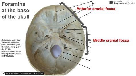 Foramina at base of skull - YouTube