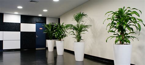 Artificial Plants Vs Real Plants: Which are Better for Your Office?