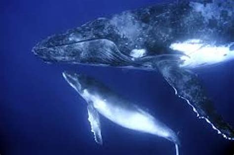 10 Facts about Baleen Whales | Fact File