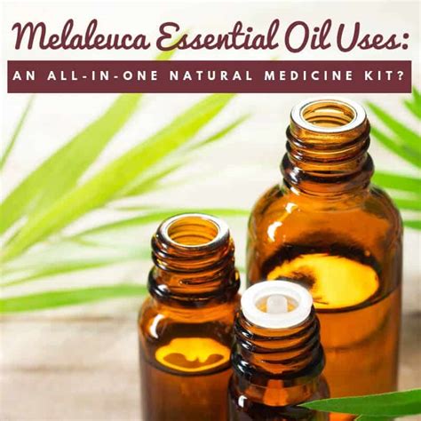 Melaleuca Essential Oil Uses for a Natural Medicine Kit? | All Natural Ideas