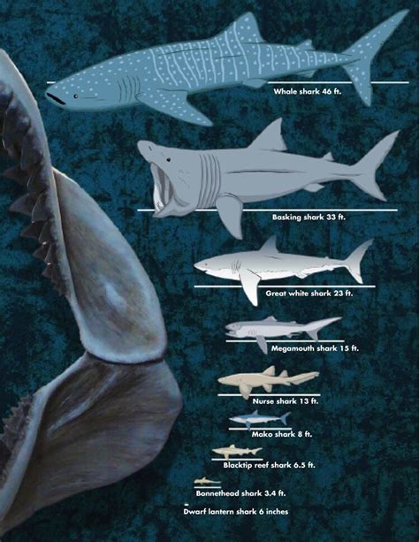 Different kinds of sharks | Big shark, Shark facts, Shark