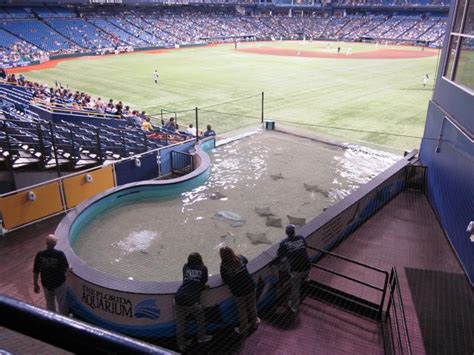 The Tampa Bay Rays Ballpark: Tropicana Field