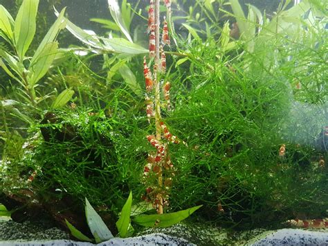 Once upon a time, I had 5 crystal red shrimp... : r/shrimptank