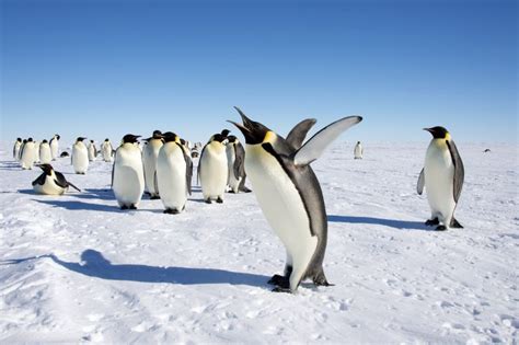 Where do Penguins Migrate? - Penguins Blog