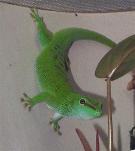 Madagascar Giant Day Gecko Facts and Pictures