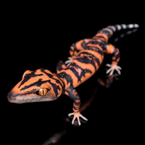 Japanese Cave Gecko - Goniurosaurus orientalis 3D model | CGTrader